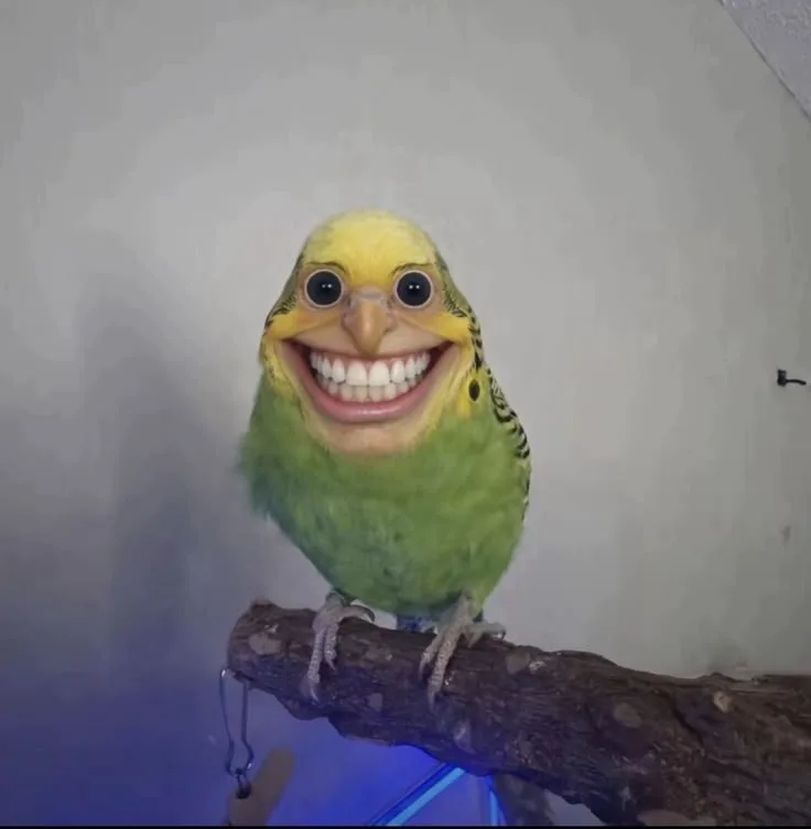 Foto de priquito